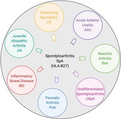 Putative Pathobionts in HLA-B27-Associated Spondyloarthropathy